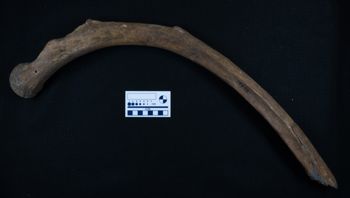 Media type: image;   Vertebrate Paleontology VPM-15735 Description: Photograph of a lateral view of the rib of MCZ VPM-15753, Mammuthus primigenius.;
